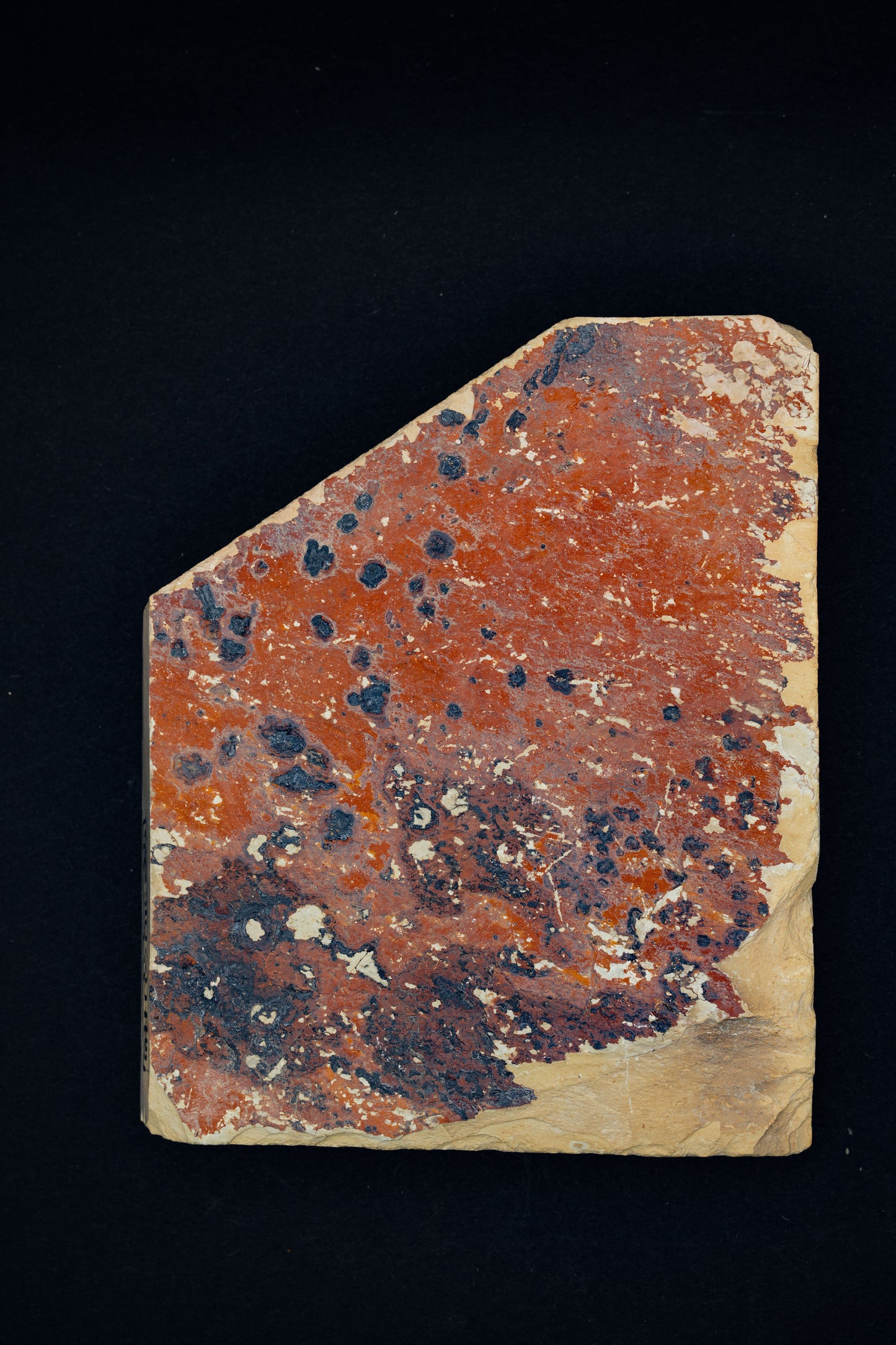 Aiwadani・Natural Finishing Stone・Awasedo・Shiga, Japan #46